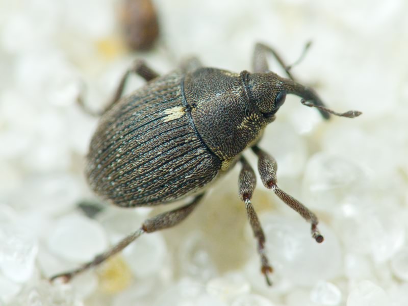 Glocianus punctiger (C. R. Sahlberg, 1835)